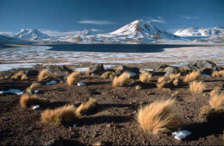 Miscanti 